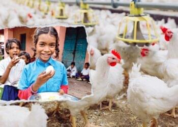 Alarming Bird Flu Outbreak in Bihar: Eggs Yanked from Mid-Day Meals as Concerns Surge
